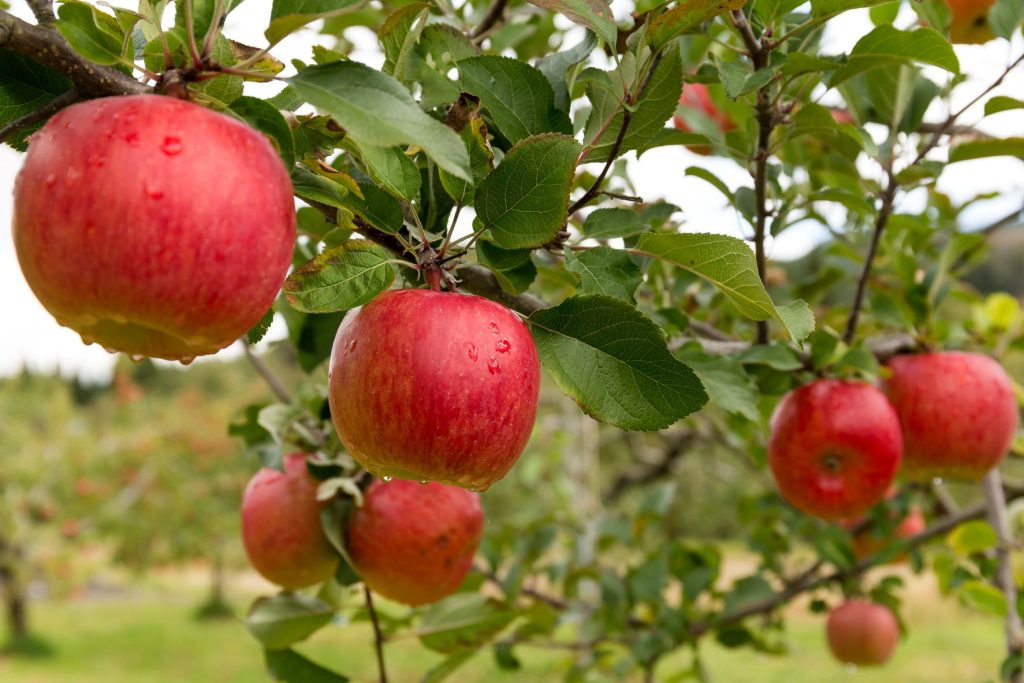 How do you make an apple farm