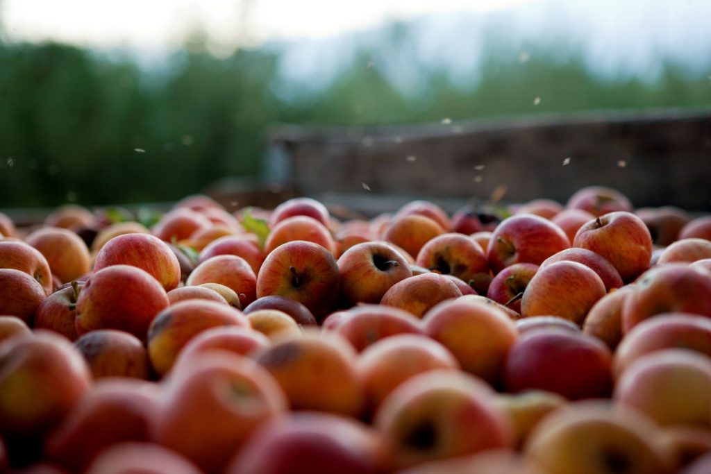 How many months does it take to grow apples