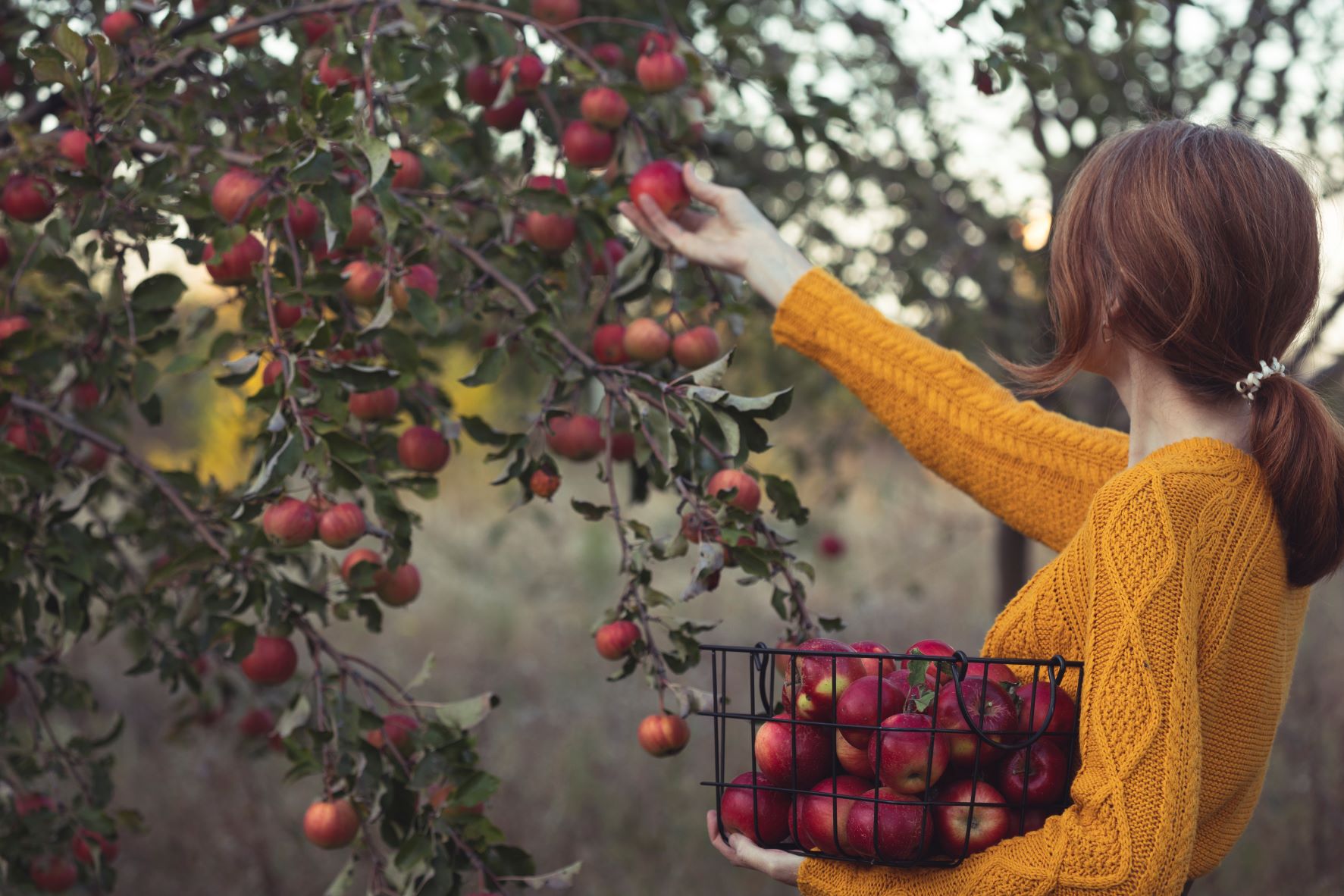 How do farmers grow apple trees