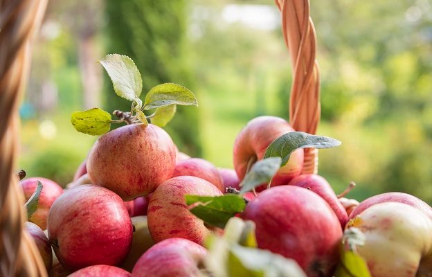 Orchid Farm Apples – Unforgettable Taste