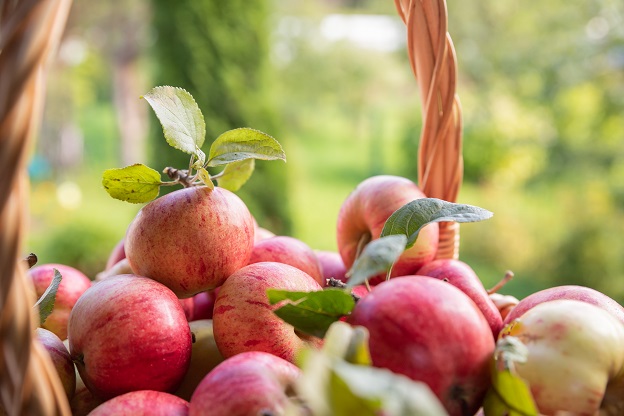 Orchid Farm Apples - Unforgettable Taste